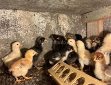 Продажа цыплят 