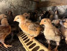 Продажа цыплят 