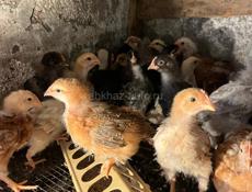 Продажа цыплят 