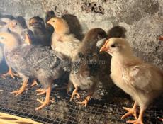 Продажа цыплят 
