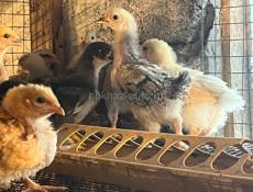 Продажа цыплят 
