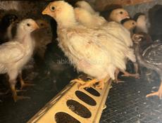 Продажа цыплят 