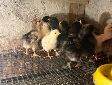 Продажа цыплят 