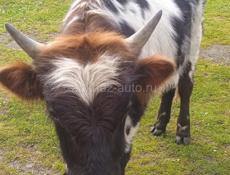 ПРОДАЮ БЫЧКА