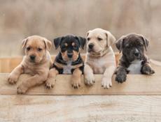 ‼️ВОЗЬМУ ДАРОМ ЩЕНКА‼️