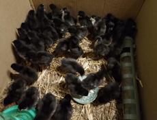 Продаются цыплята ,200 р 