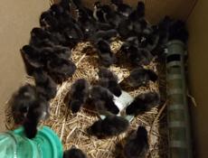 Продаются цыплята ,200 р 