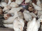 Продаю Цыплята 🐥 Разных Возрастов.