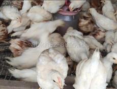 Продаю Цыплята 🐥 Разных Возрастов.