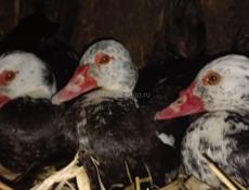 Продаю Индоуток 