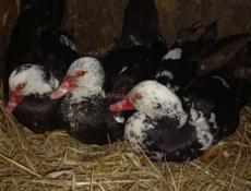 Продаю Индоуток 