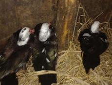 Продаю Индоуток 