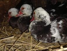 Продаю Индоуток 