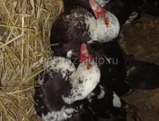 Продаю Индоуток 