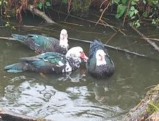 Продаю Индоуток 