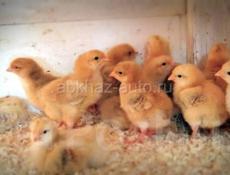 пренемаю заказы на цыплят  редбро и белый бройлер
