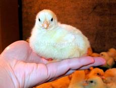 пренемаю заказы на цыплят  редбро и белый бройлер