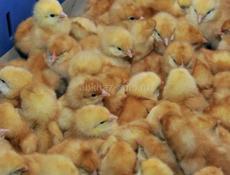 пренемаю заказы на цыплят  редбро и белый бройлер