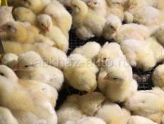 пренемаю заказы на цыплят  редбро и белый бройлер