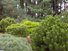 Земля . Срочно 