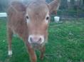 Продаётся телка