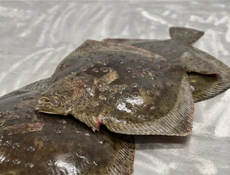 камбала черноморская