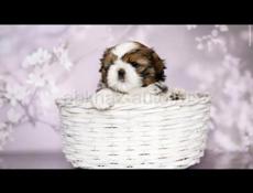 ЩЕНКИ ШИ ТЦУ 