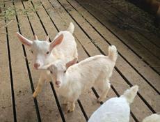 Продаю козликов