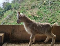 Продаю козликов