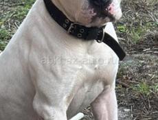 Ищем собаку девочку