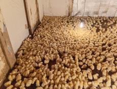 Продаются циплята