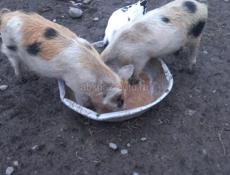 Продам поросят