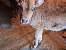 Телёнок тёлка