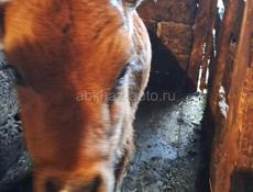 Телёнок тёлка