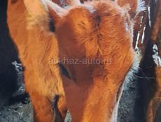 Телёнок тёлка