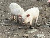Поросята 