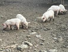 Поросята 