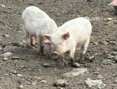 Поросята 