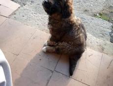 Продается щенок 