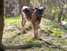 Прадаю  толочку 