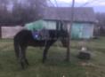 Продаю коня 