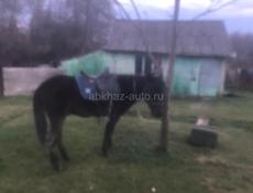 Продаю коня 