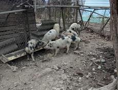 Продаётся поросята