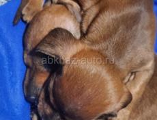 Скоро в продаже