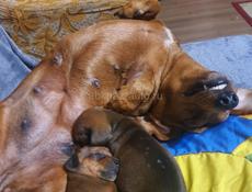 Скоро в продаже