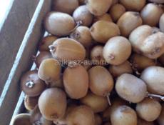 Продам Вашингтоны и Киви