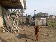 Продаю Тёлочку 