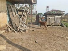 Продаю Тёлочку 