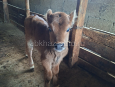 Мальчик 15 дней