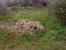 Продам участок 10 соток в Сухумском районе посёлок н.Эшера ул.братьев Изугбая цена 53 тысячи долларов США! можно и в рублях!